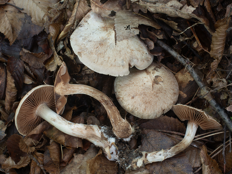 Cortinarius suillonigrescens